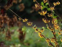 Hamamelis Hans Kahmeyer 2016 01 23 9123